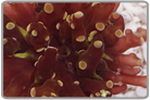 Gold Tip Branching Frogspawn